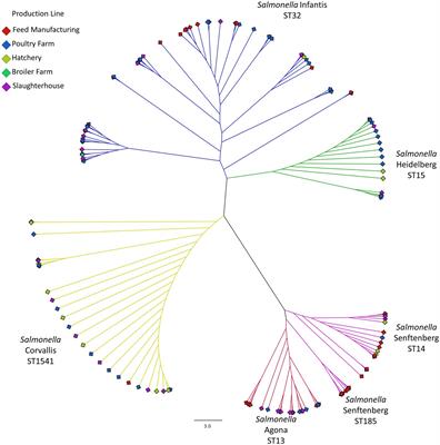 Mobile genetic elements drive the multidrug resistance and spread of Salmonella serotypes along a poultry meat production line